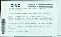 Dataset thumbnail: Bryum pseudotriquetrum / (Hedw.) P. Gaertn., B. Mey. & Scherb.