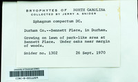 Dataset thumbnail: Sphagnum compactum / Lam. & DC.