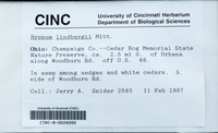 Dataset thumbnail: Hypnum lindbergii / (Mitt.) Hedenas