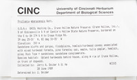 Dataset thumbnail: Frullania eboracensis / Gottsche
