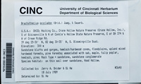 File thumbnail: CINC-B-0025136.jpg