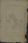 File thumbnail: Programschriften_box383_7692_066.jpg