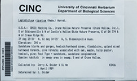 Dataset thumbnail: Leptodictyum riparium / (Hedw.) Warnst.