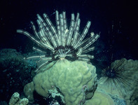 Image thumbnail: Dichrometra flagellata - 1