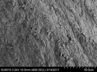 File thumbnail: Porcine_800x_01.tif