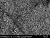 File thumbnail: Porcine_3500x_01.tif