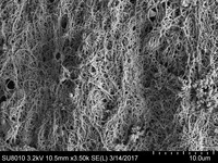 File thumbnail: Porcine_3500x_04.tif
