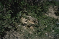 Image thumbnail: Mortared wall behind barn in site 005