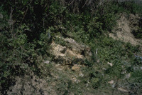 File thumbnail: DRAP_011_06.tif_