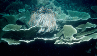Image thumbnail: Comaster schlegelii - 2