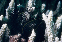 Image thumbnail: Comanthus sp - 2