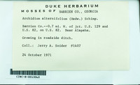 Dataset thumbnail: Archidium alternifolium / (Dicks. ex Hedw.) Mitt.