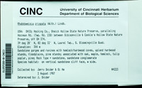 Dataset thumbnail: Rhabdoweisia crispata / (Dicks. ex With.) Lindb.
