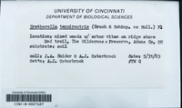 Dataset thumbnail: Brotherella tenuirostris / (Bruch & Schimp. in Sull.) Broth.
