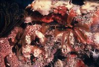 File thumbnail: TCol8.jpg