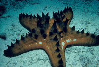 File thumbnail: PnP1.jpg