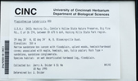 Dataset thumbnail: Plagiothecium latebricola / Schimp.