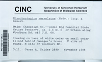 Dataset thumbnail: Rhynchostegium serrulatum / (Hedw.) Jaeg.