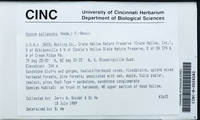 Dataset thumbnail: Hypnum pallescens / (Hedw.) P. Beauv.