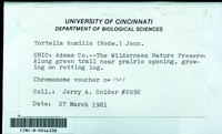 Dataset thumbnail: Tortella humilis / (Hedw.) Jenn.
