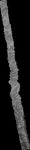 File thumbnail: Chiaps1_GLAS_l2s479_G1_0p33m_v1.tif
