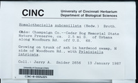 Dataset thumbnail: Homalotheciella subcapillata / (Hedw.) Broth.