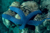 Image thumbnail: Linckia laevigata - 1